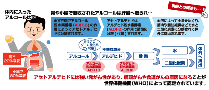 筋 急性 症 アルコール アルコール性横紋筋融解症の恐怖（断酒５年２２９日目）